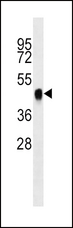 BMI1 / PCGF4 Antibody - BMI1 Antibody western blot of K562 cell line lysates (35 ug/lane). The BMI1 antibody detected the BMI1 protein (arrow).