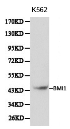 BMI1 / PCGF4 Antibody - Western blot of BMI1 pAb in extracts from K562 cells.