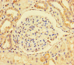 BMI1 / PCGF4 Antibody - Immunohistochemistry of paraffin-embedded human kidney tissue using BMI1 Antibody at dilution of 1:100