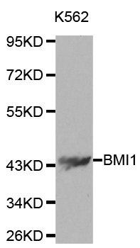 BMI1 / PCGF4 Antibody - Western blot analysis of extracts of K562 cells using BMI1 antibody.