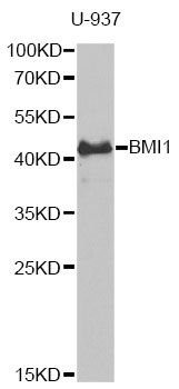 BMI1 / PCGF4 Antibody - Western blot analysis of extracts of U-937 cells, using BMI1 antibody at 1:1000 dilution. The secondary antibody used was an HRP Goat Anti-Rabbit IgG (H+L) at 1:10000 dilution. Lysates were loaded 25ug per lane and 3% nonfat dry milk in TBST was used for blocking. An ECL Kit was used for detection and the exposure time was 30s.