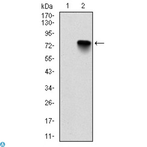 BMI1 / PCGF4 Antibody - Western Blot (WB) analysis using Bmi-1 Monoclonal Antibody against HEK293 (1) and BMI1-hIgGFc transfected HEK293 (2) cell lysate.