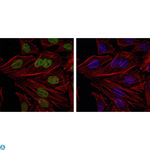 BMI1 / PCGF4 Antibody - Immunofluorescence (IF) analysis of HeLa cells using Bmi-1 Monoclonal Antibody (green). Blue: DRAQ5 fluorescent DNA dye. Red: Actin filaments have been labeled with Alexa Fluor-555 phalloidin.
