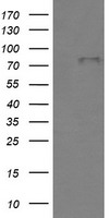 BMP1 Antibody - HEK293T cells were transfected with the pCMV6-ENTRY control (Left lane) or pCMV6-ENTRY BMP1 (Right lane) cDNA for 48 hrs and lysed. Equivalent amounts of cell lysates (5 ug per lane) were separated by SDS-PAGE and immunoblotted with anti-BMP1.