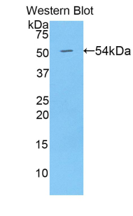 BMP1 Antibody - Western blot of recombinant BMP1 / BMP-1.  This image was taken for the unconjugated form of this product. Other forms have not been tested.
