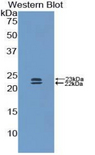 BMP1 Antibody - Western blot of recombinant protein encoding a partial fragment of BMP1 / BMP-1.  This image was taken for the unconjugated form of this product. Other forms have not been tested.