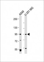 BMP1 Antibody - All lanes: Anti-BMP1 Antibody at 1:2000 dilution Lane 1: A549 whole cell lysate Lane 2: U-251 MG whole cell lysate Lysates/proteins at 20 µg per lane. Secondary Goat Anti-Rabbit IgG, (H+L), Peroxidase conjugated at 1/10000 dilution. Predicted band size: 111 kDa Blocking/Dilution buffer: 5% NFDM/TBST.