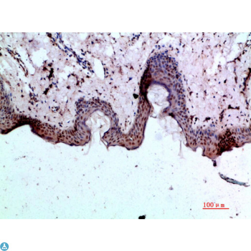 BMP1 Antibody - Immunohistochemical analysis of paraffin-embedded human-skin, antibody was diluted at 1:200.