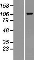 BMP1 Protein - Western validation with an anti-DDK antibody * L: Control HEK293 lysate R: Over-expression lysate