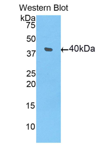 BMP10 Antibody - Western blot of recombinant BMP10 / BMP-10.  This image was taken for the unconjugated form of this product. Other forms have not been tested.