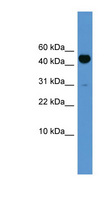 BMP10 Antibody - BMP10 antibody Western blot of Rat Brain lysate. This image was taken for the unconjugated form of this product. Other forms have not been tested.
