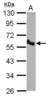BMP10 Antibody - Sample (30 ug of whole cell lysate). A: H1299. 10% SDS PAGE. BMP10 antibody diluted at 1:500.