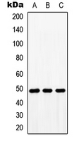BMP10 Antibody - Western blot analysis of BMP10 expression in HeLa (A); NIH3T3 (B); H9C2 (C) whole cell lysates.