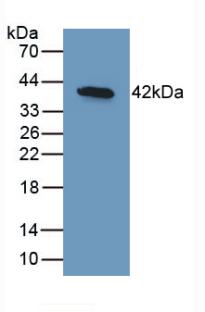 BMP10 Antibody - Western Blot; Sample: Recombinant BMP10, Human.