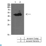 BMP10 Antibody - Western Blot (WB) analysis of Mouse Brain Mouse Lung cells using BMP-10 Polyclonal Antibody diluted at 1:1000.
