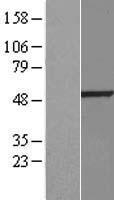 BMP10 Protein - Western validation with an anti-DDK antibody * L: Control HEK293 lysate R: Over-expression lysate