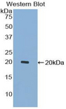 BMP12 / GDF7 Antibody - Western blot of recombinant BMP-12 / GDF7.