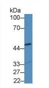 BMP12 / GDF7 Antibody - Western Blot; Sample: Mouse Heart lysate; Primary Ab: 2µg/mL Rabbit Anti-Mouse GDF7 Antibody Second Ab: 0.2µg/mL HRP-Linked Caprine Anti-Rabbit IgG Polyclonal Antibody