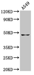 BMP12 / GDF7 Antibody - Positive Western Blot detected in A549 whole cell lysate. All lanes: GDF7 antibody at 7.9 µg/ml Secondary Goat polyclonal to rabbit IgG at 1/50000 dilution. Predicted band size: 47 KDa. Observed band size: 47 KDa