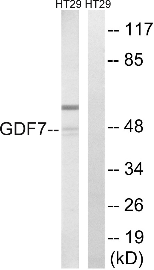 BMP12 / GDF7 Antibody - Western blot analysis of lysates from HT-29 cells, using GDF7 Antibody. The lane on the right is blocked with the synthesized peptide.