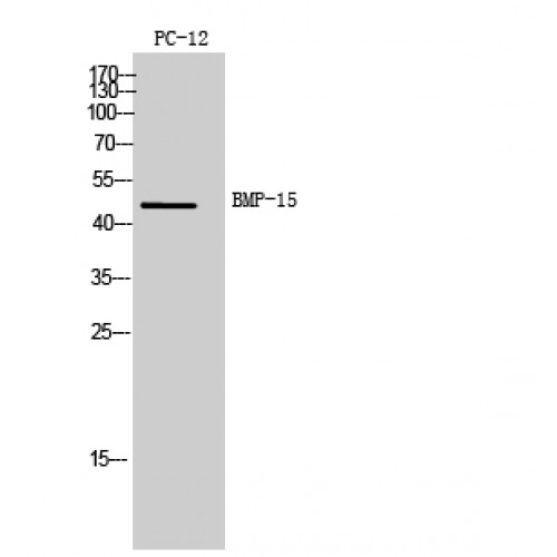 BMP15 Antibody - Western blot of BMP-15 antibody