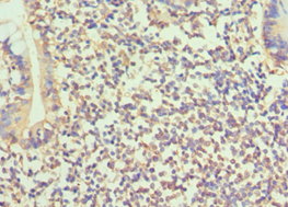 BMP15 Antibody - Immunohistochemistry of paraffin-embedded human small intestine using antibody at 1:100 dilution.