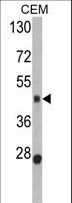 BMP15 Antibody - Western blot of BMP15 Antibody in CEM cell line lysates (35 ug/lane). BMP15 (arrow) was detected using the purified antibody.