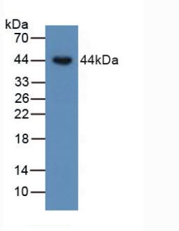 BMP15 Antibody - Western Blot; Sample: Human SKOV3 Cells.