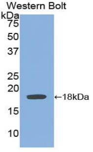 BMP15 Antibody - Western blot of recombinant BMP15 / BMP-15.