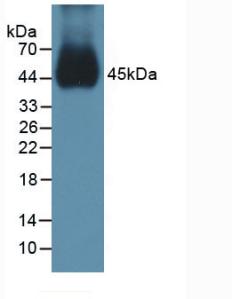BMP15 Antibody - Western Blot; Sample: Mouse Testis Tissue.