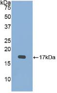 BMP15 Antibody - Western Blot; Sample: Recombinant BMP15, Mouse.