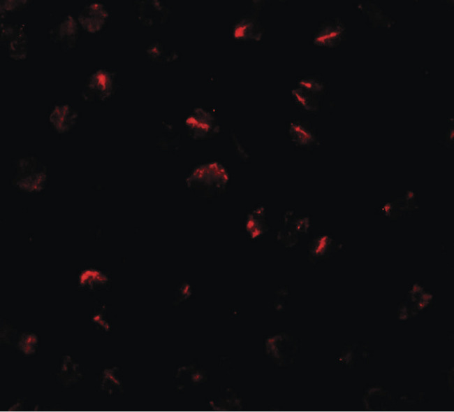 BMP15 Antibody - Immunofluorescence of BMP15 in 3T3 cells with BMP15 antibody at 20 ug/ml.