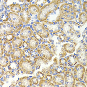 BMP15 Antibody - Immunohistochemistry of paraffin-embedded rat kidney using BMP15 antibody at dilution of 1:100 (x40 lens).