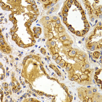 BMP15 Antibody - Immunohistochemistry of paraffin-embedded human kidney using BMP15 antibody at dilution of 1:100 (x40 lens).