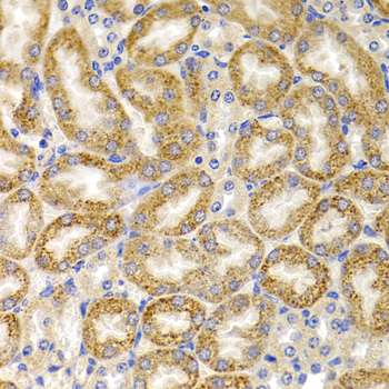 BMP15 Antibody - Immunohistochemistry of paraffin-embedded mouse kidney using BMP15 antibody at dilution of 1:100 (x40 lens).