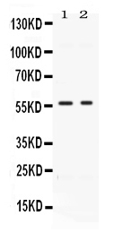 BMP15 Antibody - Western blot - Anti-BMP15/Gdf 9B Picoband Antibody