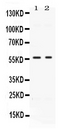 BMP15 Antibody - Western blot - Anti-BMP15/Gdf 9B Picoband Antibody