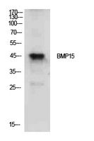 BMP15 Antibody - Western Blot analysis of extracts from PC12 cells using BMP15 Antibody.