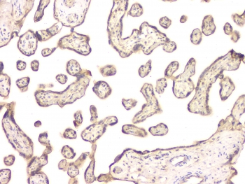 BMP15 Antibody - IHC staining of FFPE human placenta with BMP15 antibody at 1ug/ml. HIER: boil tissue sections in pH6, 10mM citrate buffer, for 10-20 min and allow to cool before testing.