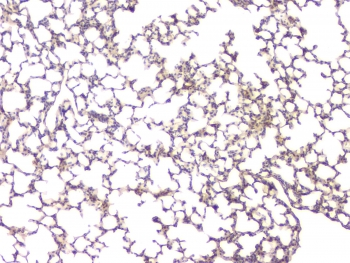 BMP15 Antibody - IHC staining of FFPE mouse lung with BMP15 antibody at 1ug/ml. HIER: boil tissue sections in pH6, 10mM citrate buffer, for 10-20 min and allow to cool before testing.
