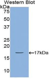 BMP2 Antibody - Western blot of recombinant BMP2 / BMP-2.  This image was taken for the unconjugated form of this product. Other forms have not been tested.