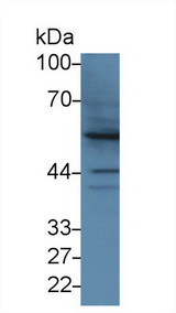 BMP2 Antibody - Western Blot; Sample: Human Hela cell lysate; Primary Ab: 3µg/ml Rabbit Anti-Bovine BMP2 Antibody Second Ab: 0.2µg/mL HRP-Linked Caprine Anti-Rabbit IgG Polyclonal Antibody