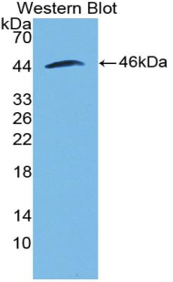 BMP2 Antibody - Western blot of recombinant BMP2.