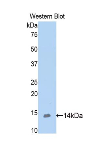 BMP2 Antibody - Western blot of recombinant BMP2 / BMP-2.  This image was taken for the unconjugated form of this product. Other forms have not been tested.