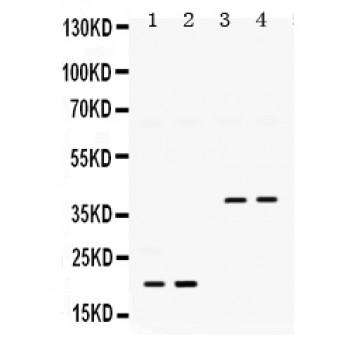BMP2 Antibody - BMP2 antibody Western blot. All lanes: Anti BMP2 at 0.5 ug/ml. Lane 1: Rat Lung Tissue Lysate at 50 ug. Lane 2: Rat Brain Tissue Lysate at 50 ug. Lane 3: U87 Whole Cell Lysate at 40 ug. Lane 4: HELA Whole Cell Lysate at 40 ug. Predicted band size: 20 kD, 40 kD. Observed band size: 20 kD, 40 kD.