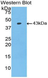 BMP2 Antibody - Western blot of recombinant BMP2 / BMP-2.  This image was taken for the unconjugated form of this product. Other forms have not been tested.