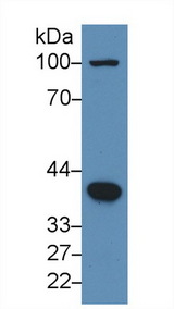 BMP2 Antibody - Western Blot; Sample: Human Hela cell lysate; Primary Ab: 3µg/ml Rabbit Anti-Human BMP2 Antibody Second Ab: 0.2µg/mL HRP-Linked Caprine Anti-Rabbit IgG Polyclonal Antibody