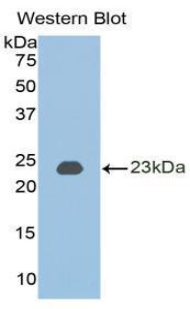 BMP2 Antibody - Western blot of recombinant BMP2 / BMP-2.  This image was taken for the unconjugated form of this product. Other forms have not been tested.