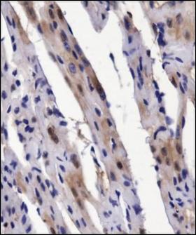 BMP2 Antibody - Immunohistochemistry: BMP2 Antibody - IHC analysis of BMP2 in mouse heart using DAB with hematoxylin counterstain.  This image was taken for the unconjugated form of this product. Other forms have not been tested.