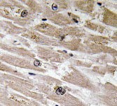 BMP2 Antibody - Immunohistochemistry-Paraffin: BMP2 Antibody - Paraffin-embedded human heart tissue.  This image was taken for the unconjugated form of this product. Other forms have not been tested.